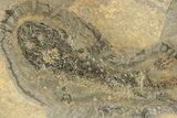 Permian Amphibian (Sclerocephalus) Fossil - Germany #264548-3